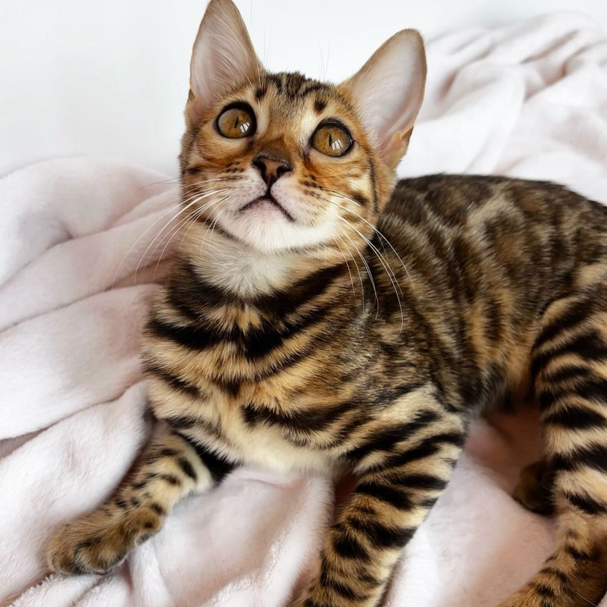 Deizi Bengal female, black spotted tabby