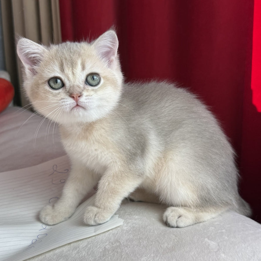 Elbert Scottish Straight male, blue golden shaded
