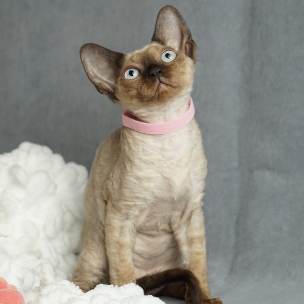 Nona Devon Rex female, chocolate pointed