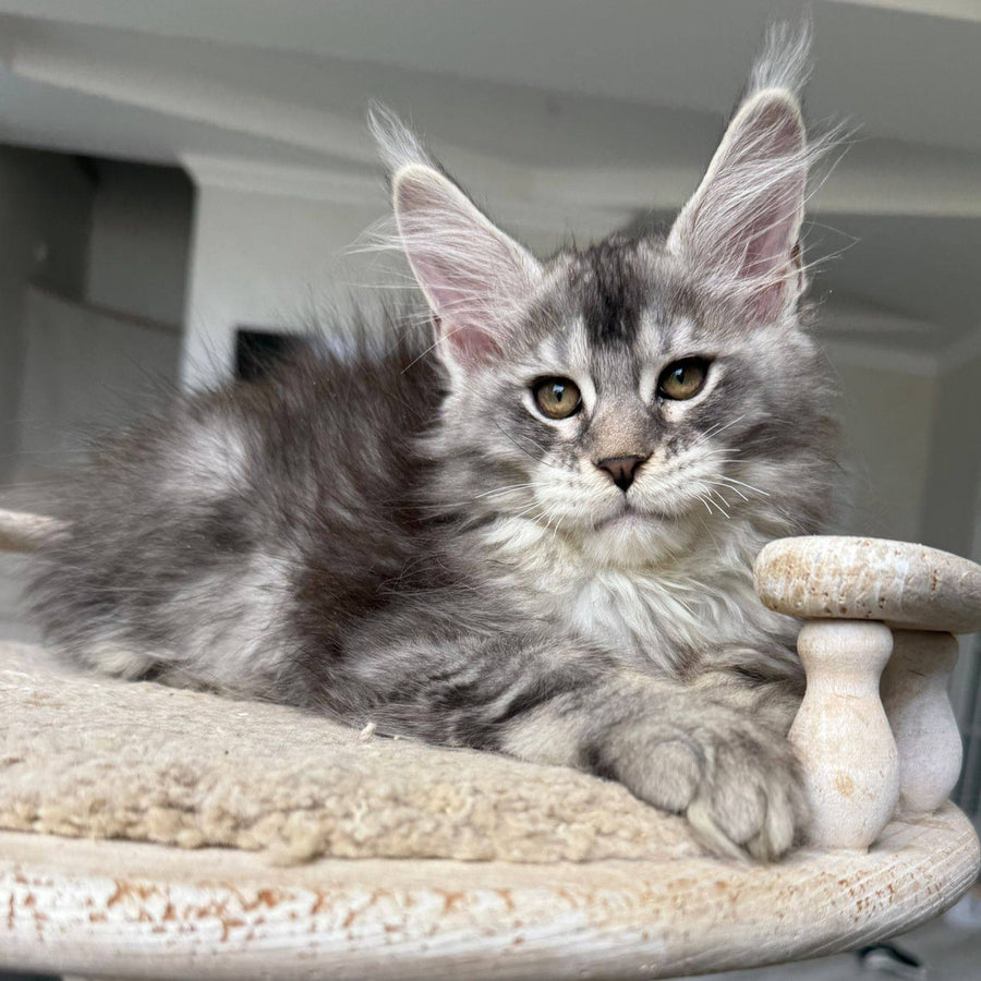 Jana Maine Coon female, black silver ticked tabby