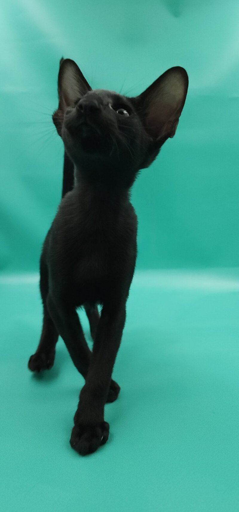 Romeo Oriental Shorthair male, black