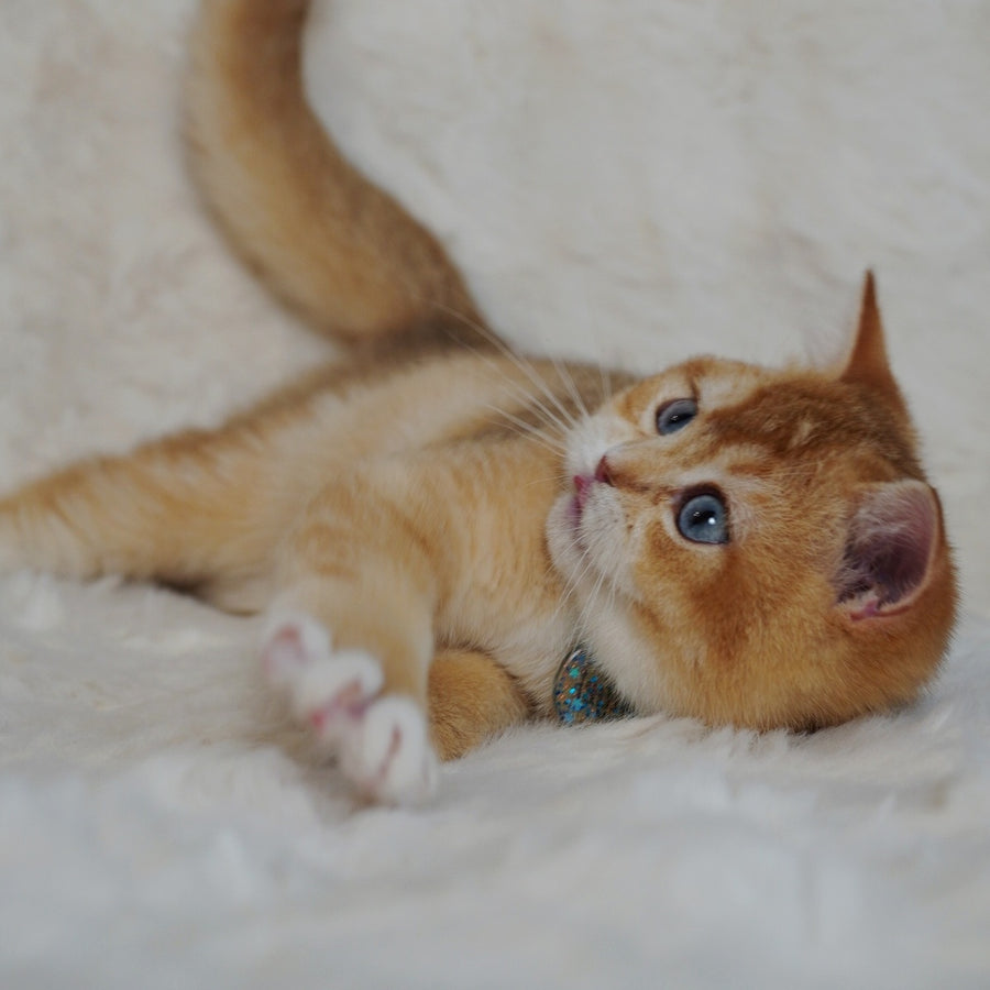 Teddy British Shorthair male, chocolate golden chinchilla with white