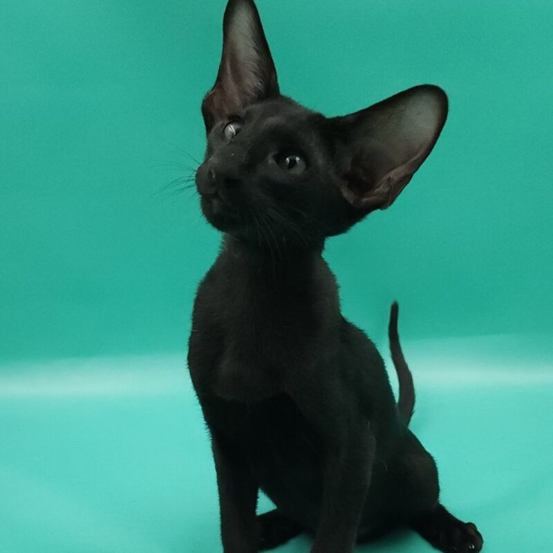 Romeo Oriental Shorthair male, black