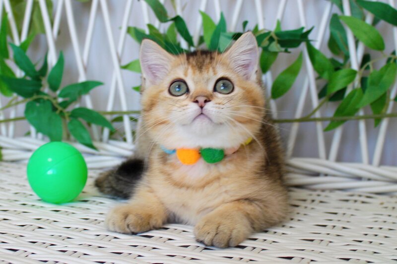 Ivan British Shorthair male, black golden ticked tabby