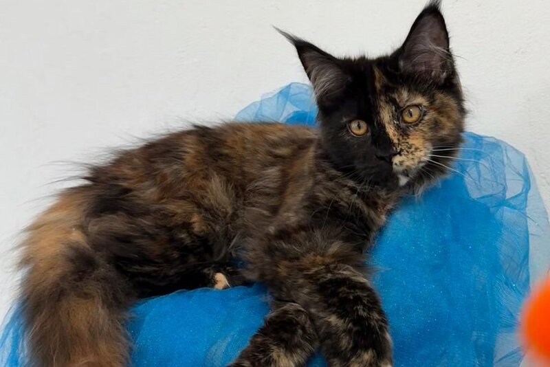 Akki Maine Coon female, black tortie