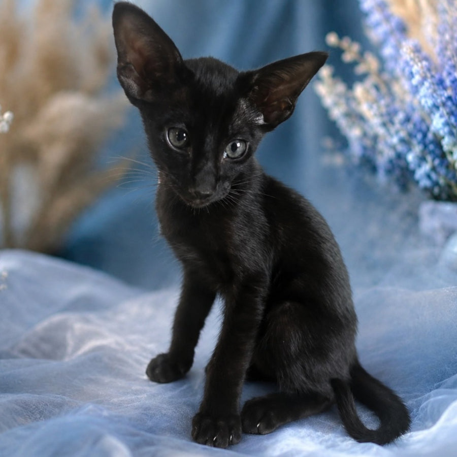Lola Oriental Shorthair female, black