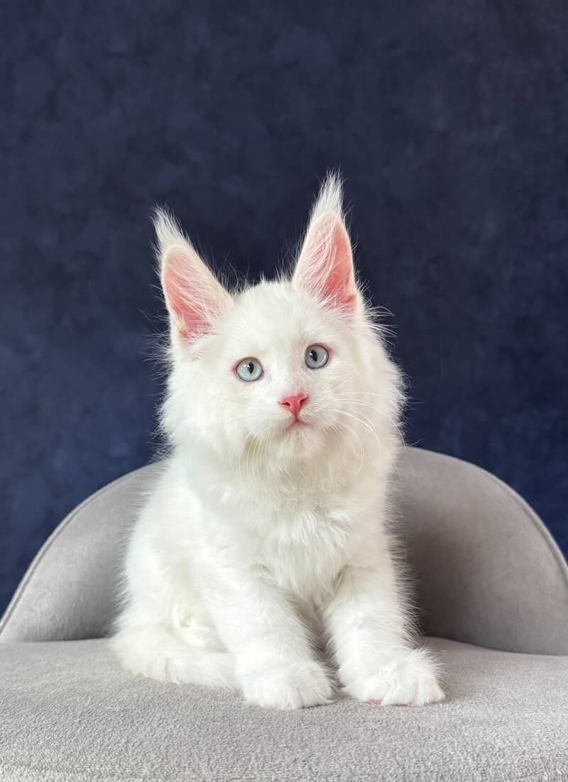 Gambler Maine Coon male, red silver chinchilla with white