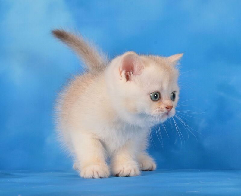 Oliver Scottish Straight male, chocolate silver shaded
