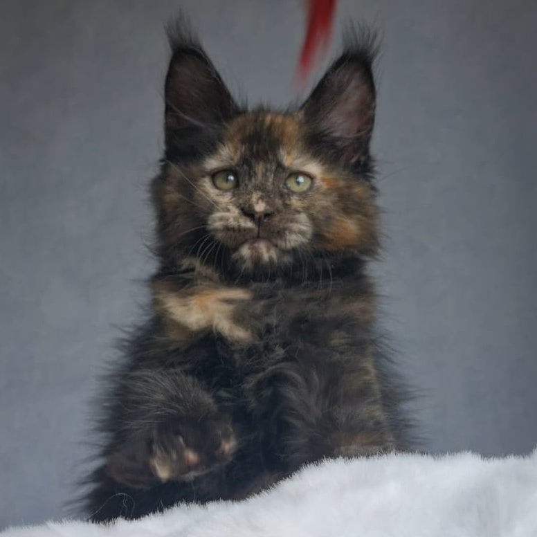 Pandora Maine Coon female, black tortie