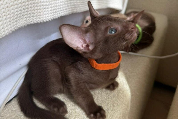 Aurora Oriental Shorthair female chocolate - live animals