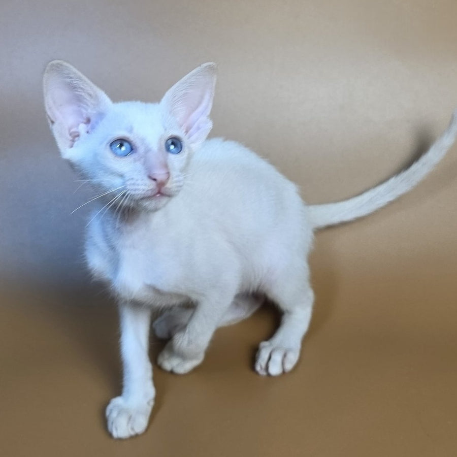 Draco Siamese male, red