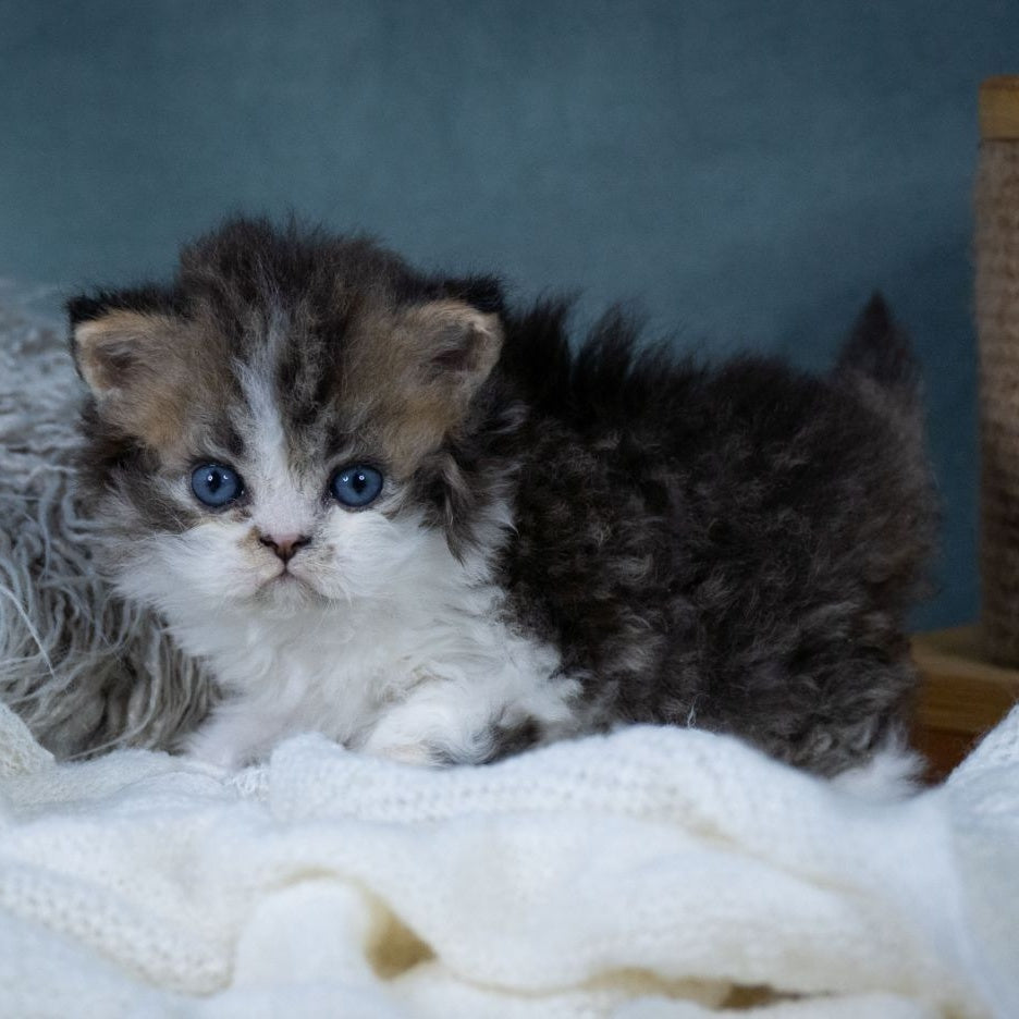 Gatsby Selkirk Rex male, black tabby with white