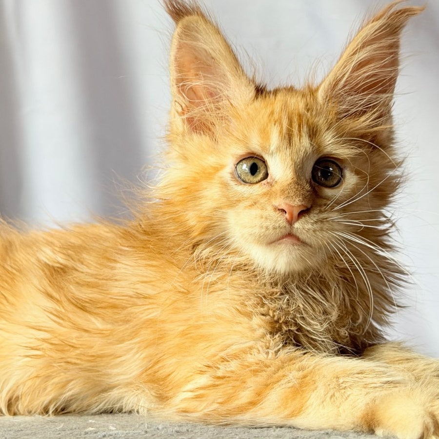 Nexus Maine Coon polydactyl 7x6x6x6 male, red