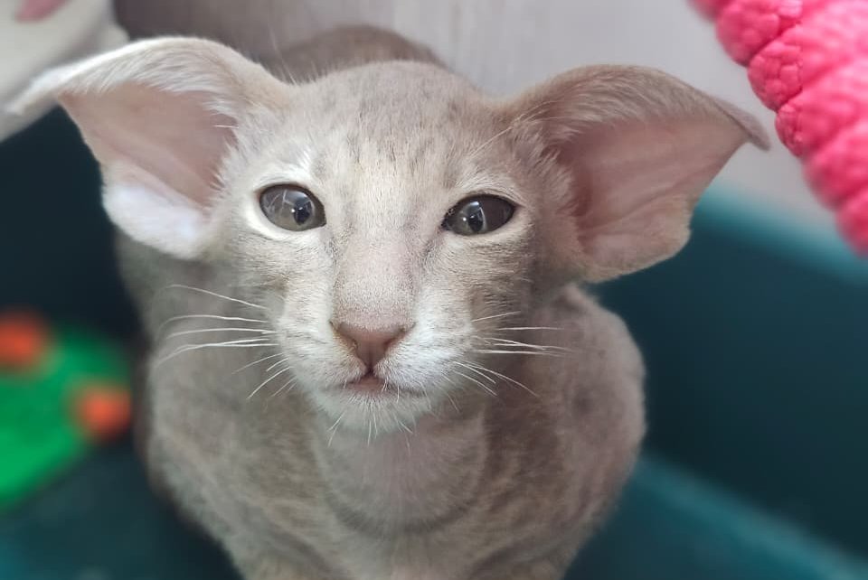 Хperia Oriental Shorthair female, lilac tabby