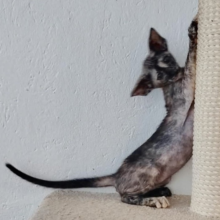 Baby Oriental Shorthair female, black tortie