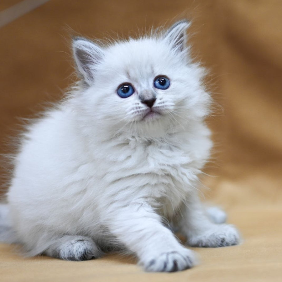 Gloriya Neva Masquerade female, blue tabby pointed