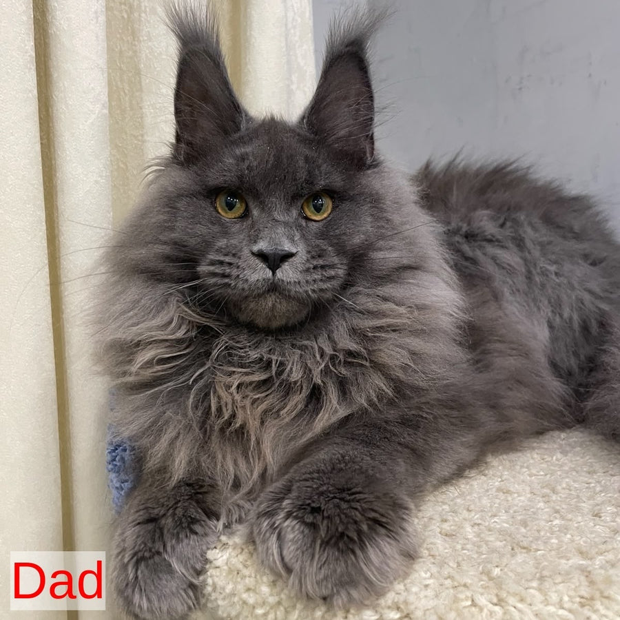 Timofey Maine Coon male, red silver