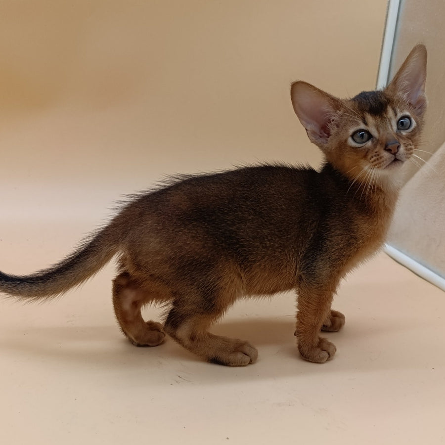 Mikkel Abyssinian male, black