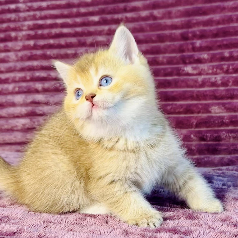 Eden British Shorthair female, cinnamon golden shaded with white