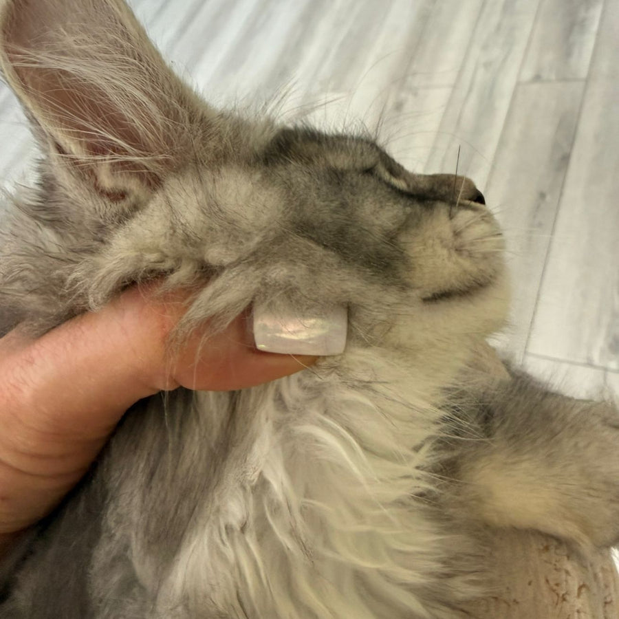 Jana Maine Coon female, black silver ticked tabby