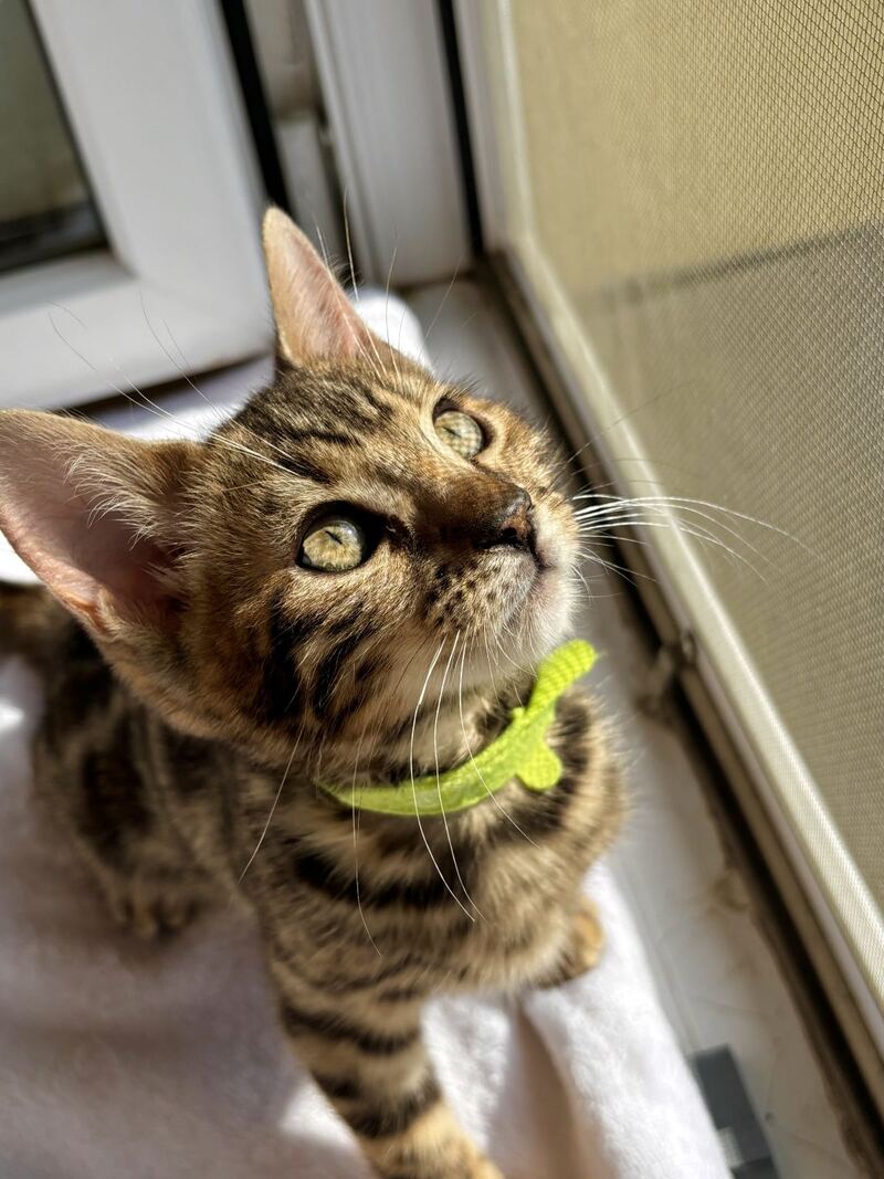 Lola Bengal female black spotted tabby - live animals
