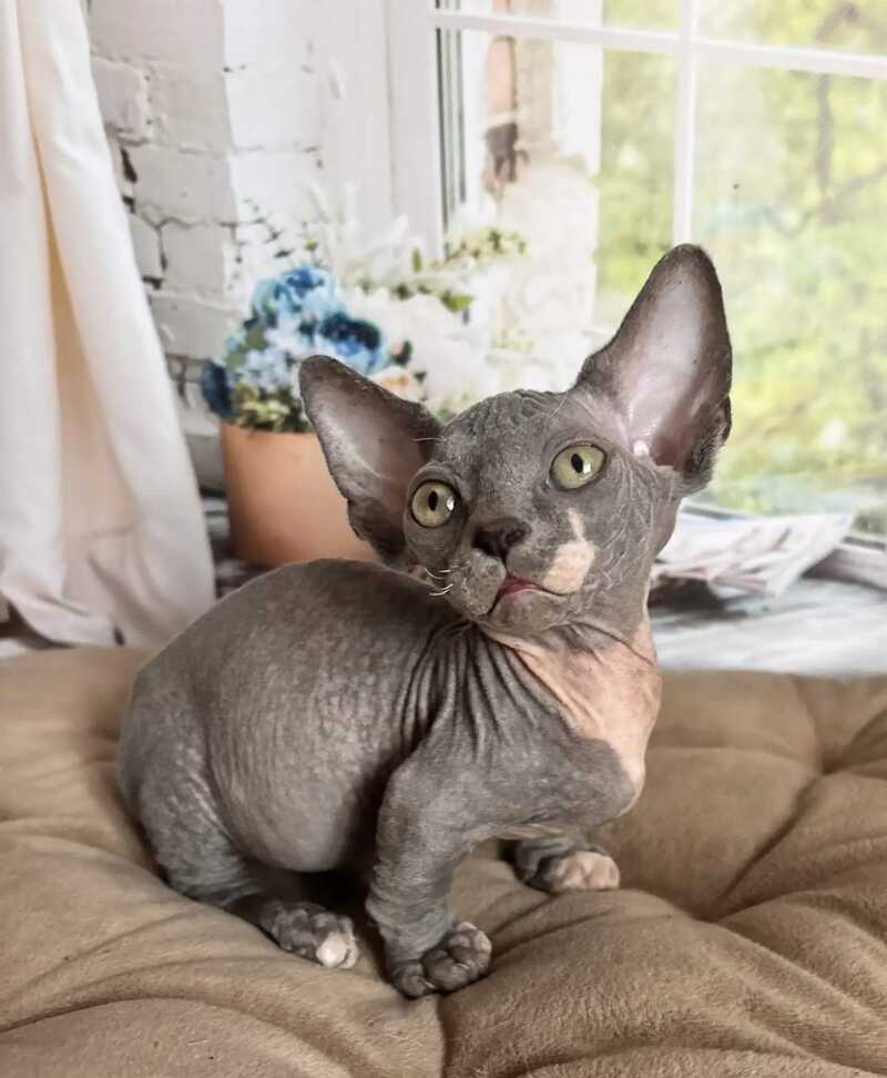 Barni Bambino male blue bicolour - live animals