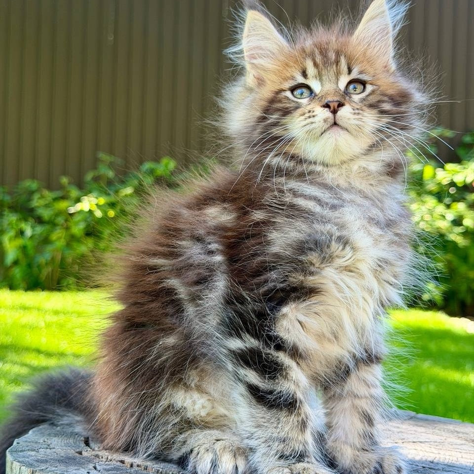 Nixx Maine Coon male, black tabby