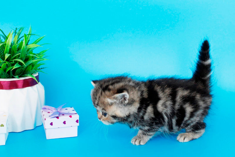 Rose British Shorthair female, black tabby