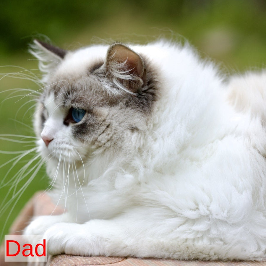 Rolex Ragdoll male, blue mitted