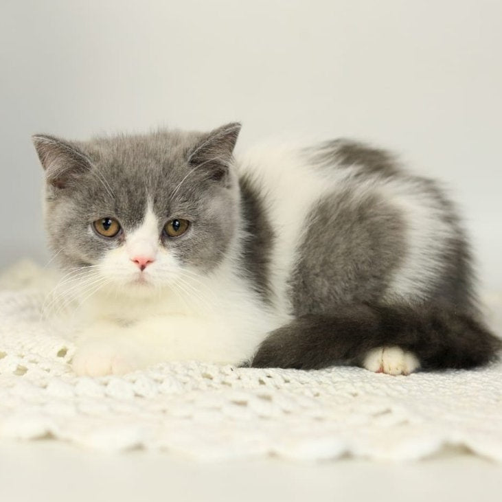 Mihael British Shorthair male, blue bicolour