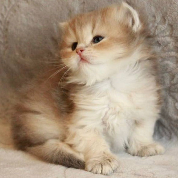 Mickey British Longhair male, blue golden shaded