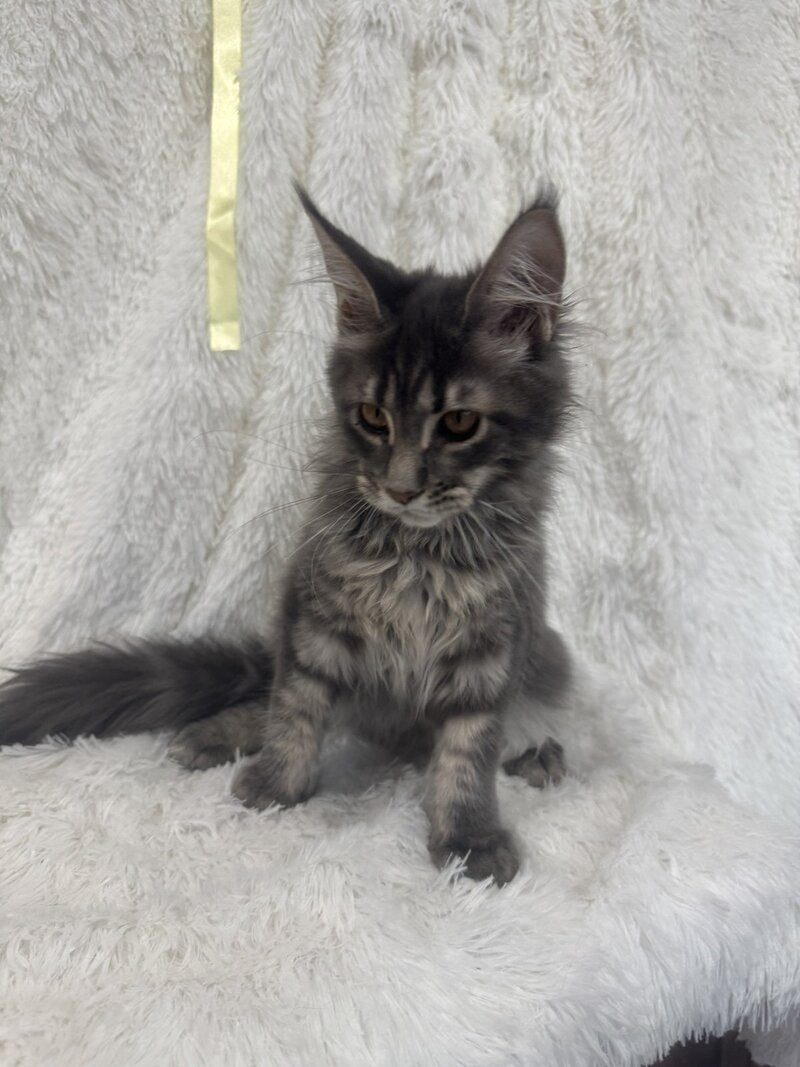 Freya Maine Coon female, blue tabby