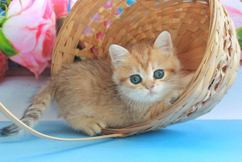 Malvina British Shorthair female, black golden spotted tabby
