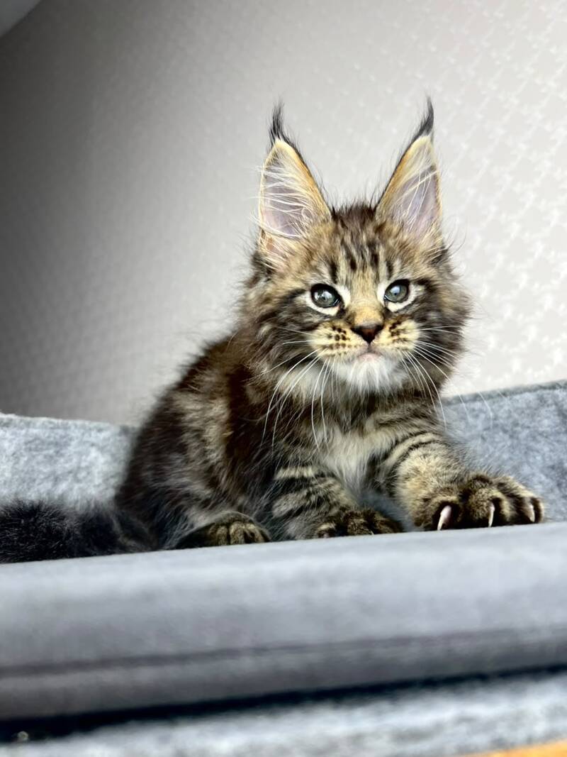 Pathos Maine Coon male, black tabby