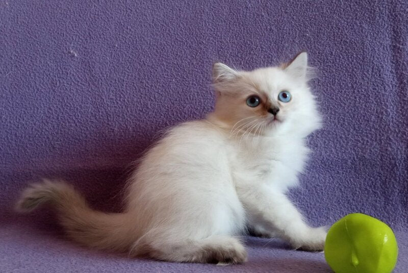 Caesar Neva Masquerade male, blue tabby