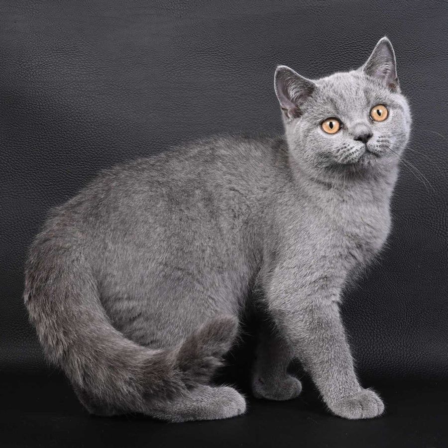 Earl Grey British Shorthair male, blue