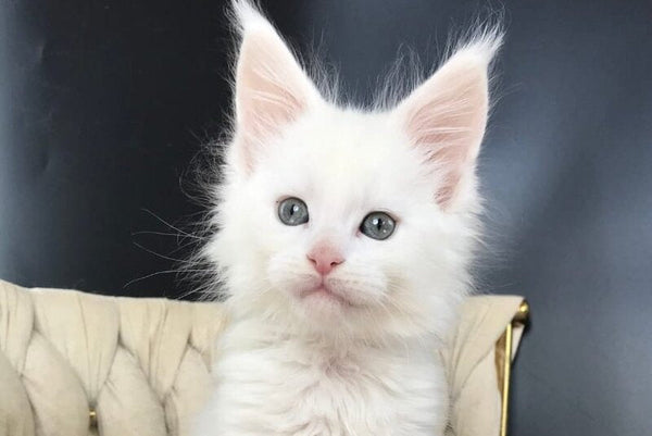 Xanti Maine Coon male white - live animals