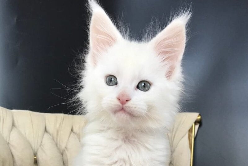 Xanti Maine Coon male, white