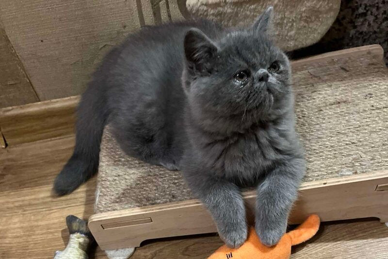 Cobalt Exotic male, blue