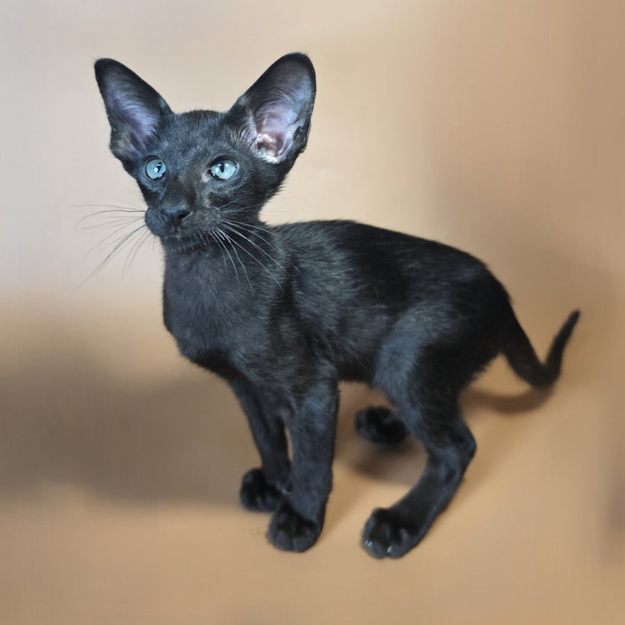 Lupin Siamese male, black