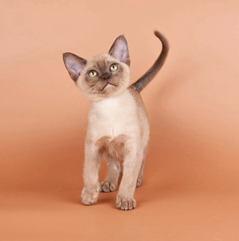 Zair Burmese male chocolate - live animals
