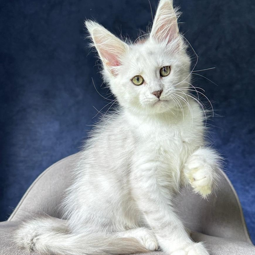 Valiant Maine Coon male, black silver shaded