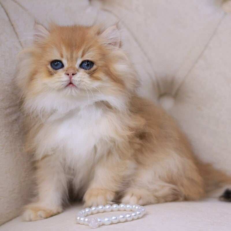 Quantum British Longhair male, black golden chinchilla