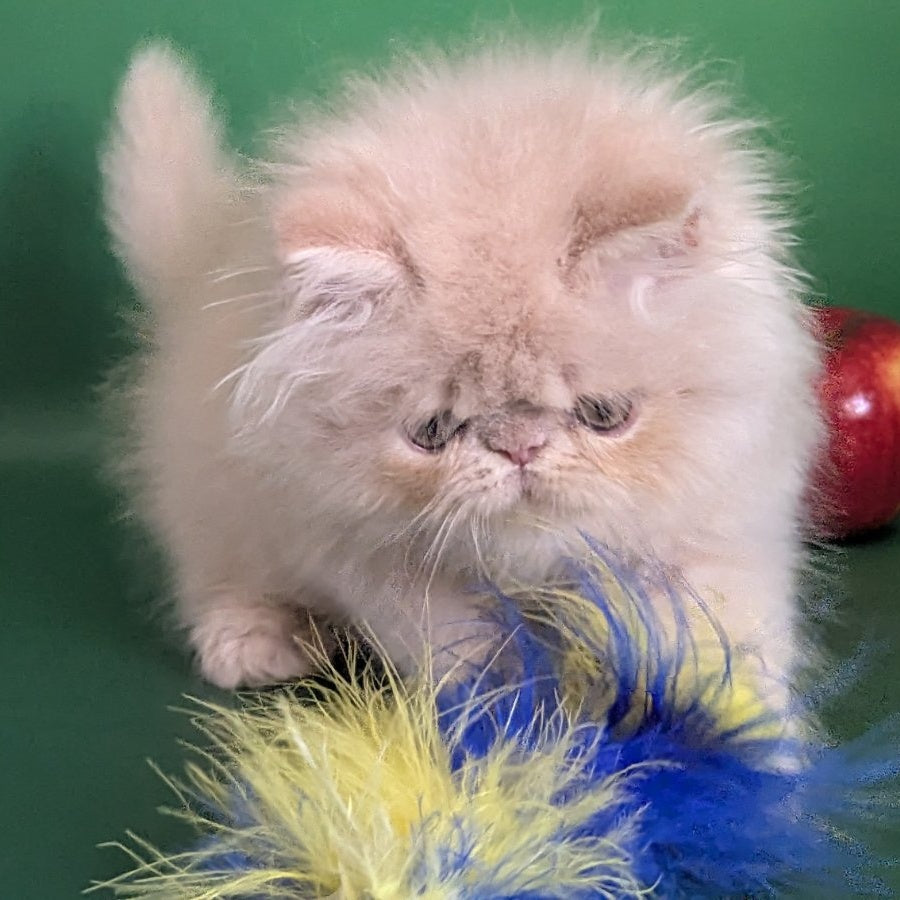 Tom Persian male, cream tabby