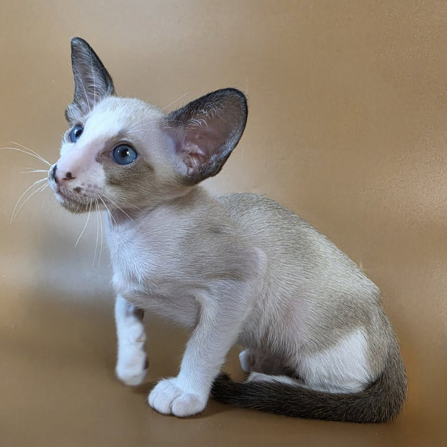 Cheesecake Oriental Shorthair male, black mitted