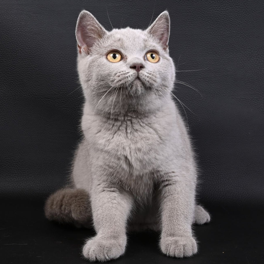 Enigma British Shorthair female, lilac