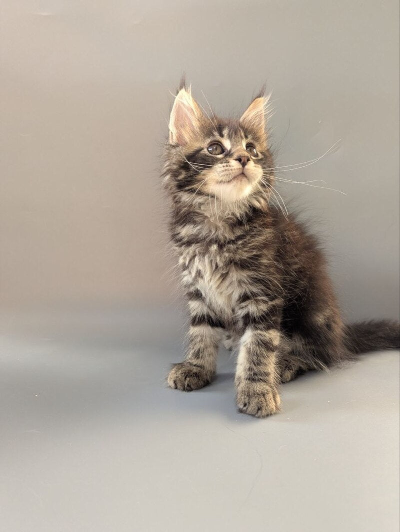 Hanny Maine Coon female black tabby - live animals