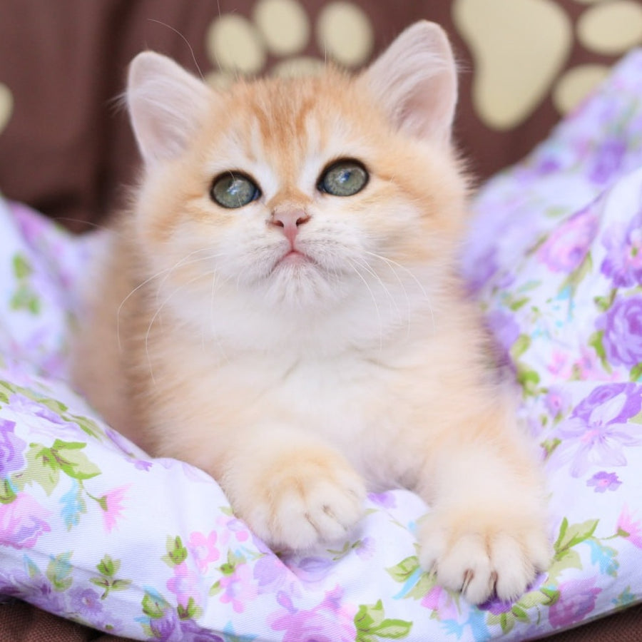 Ruby British Shorthair female, black golden chinchilla