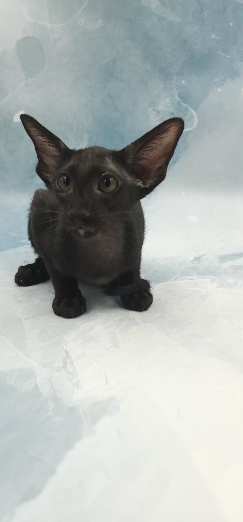 Otto Oriental Shorthair male, black