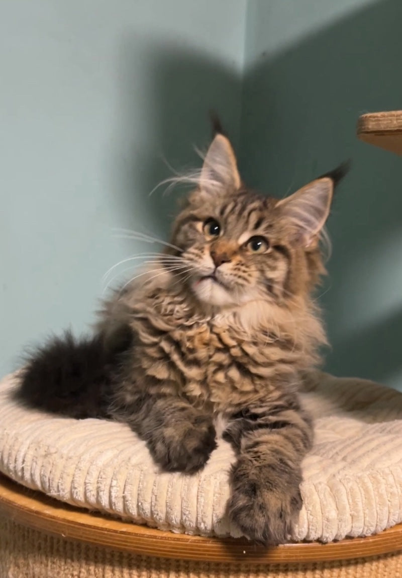 Yolanda Maine Coon female, black spotted tabby